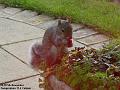 2003-1105Squirrel